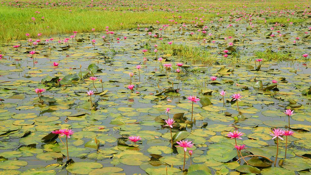 A pond on the way to Kottayam