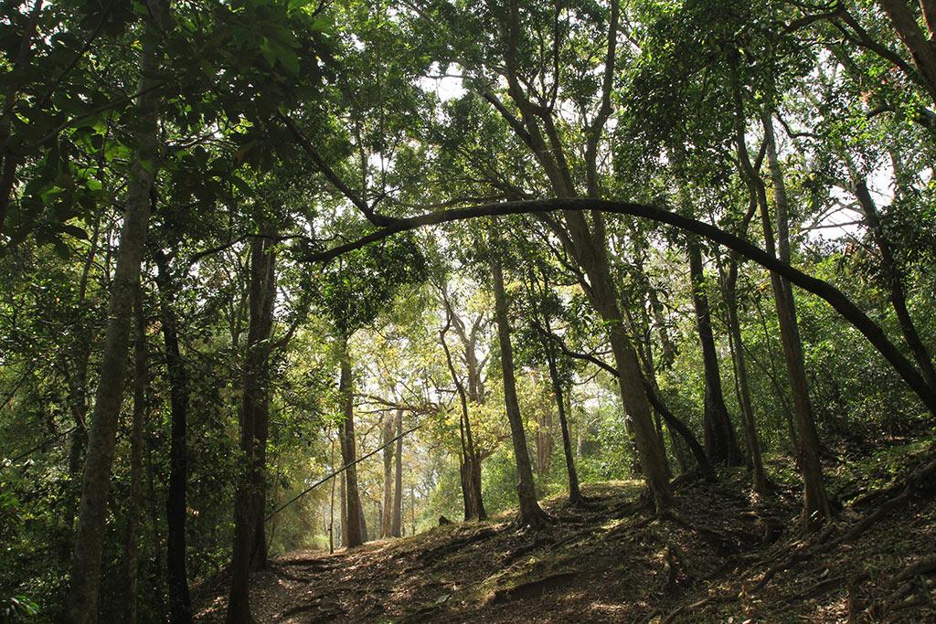 Bear Path Trail | Parambikulam Tiger Reserve