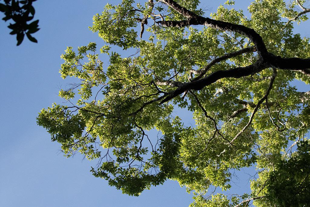 Chenkuruny tree or Shenkuruny tree | Thenmala - Shenduruny