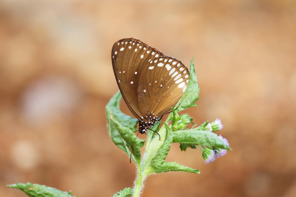 Common Crow Butterfly | Aralam