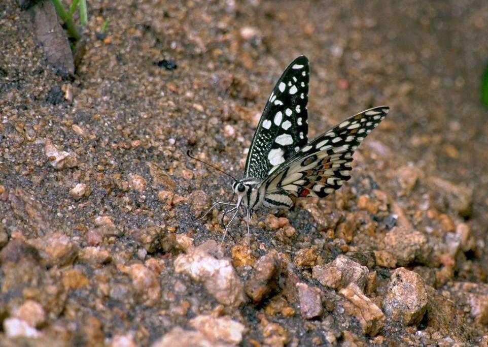 Common lime butterfly at Chinnar| Chinnar