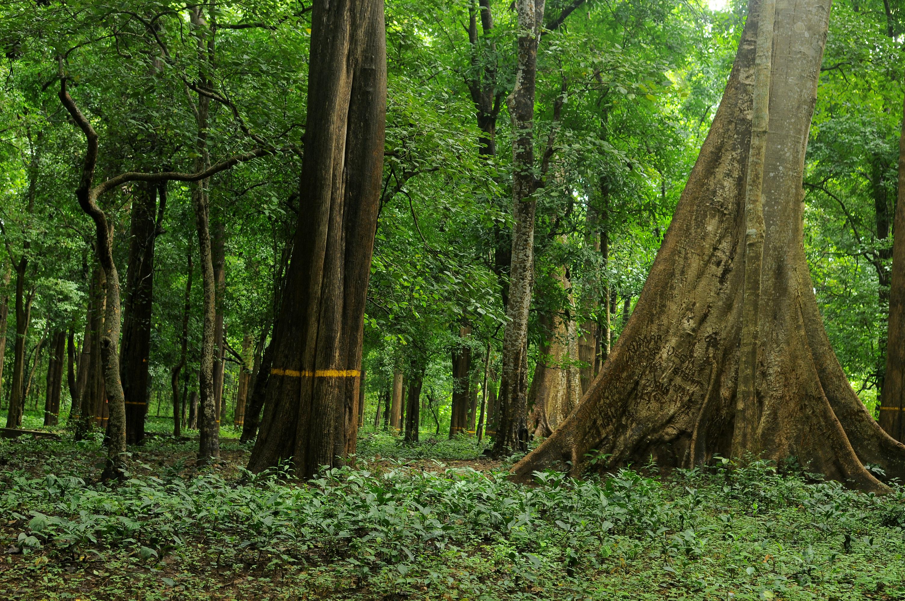 Conolly's Plot - teak plantation