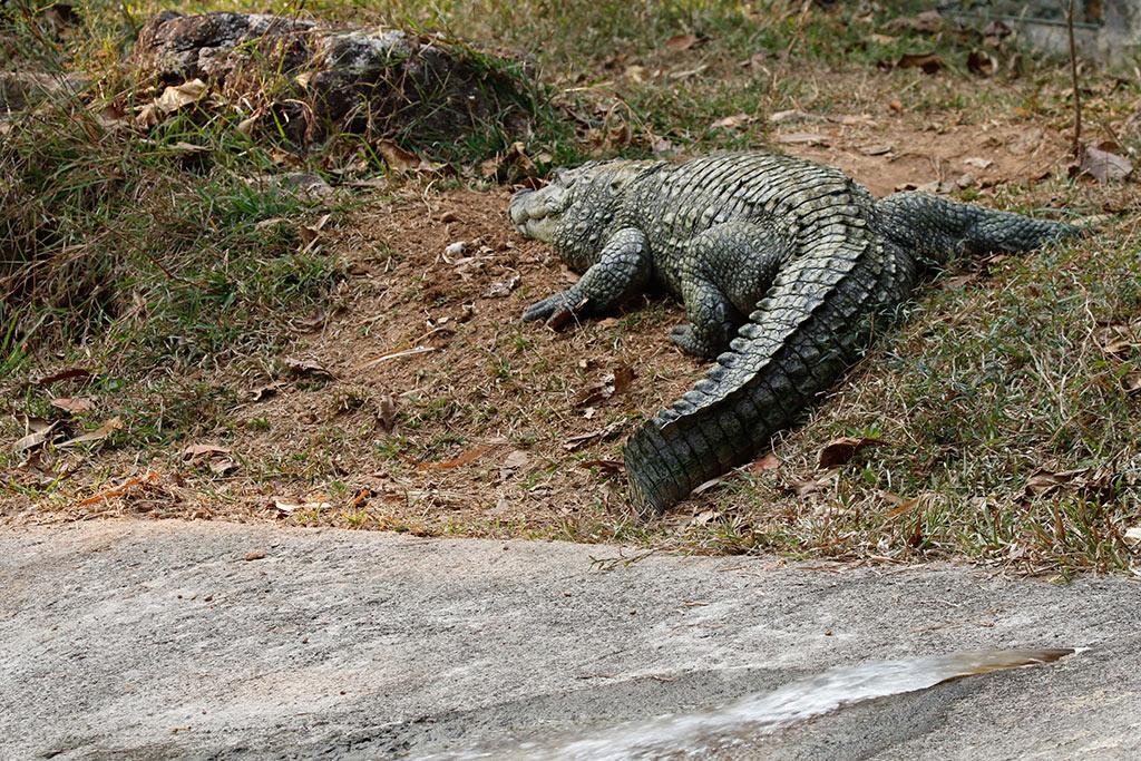 Crocodile Rearing Centre, Neyyar | Neyyar