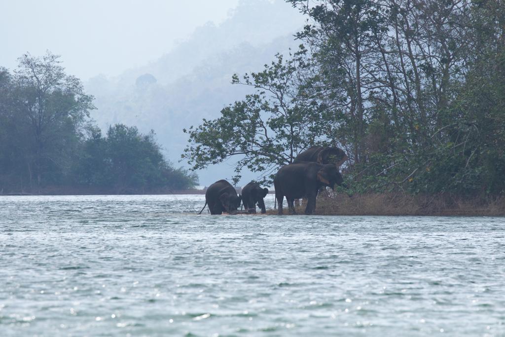 Elephant's day out | Thenmala - Shendurney