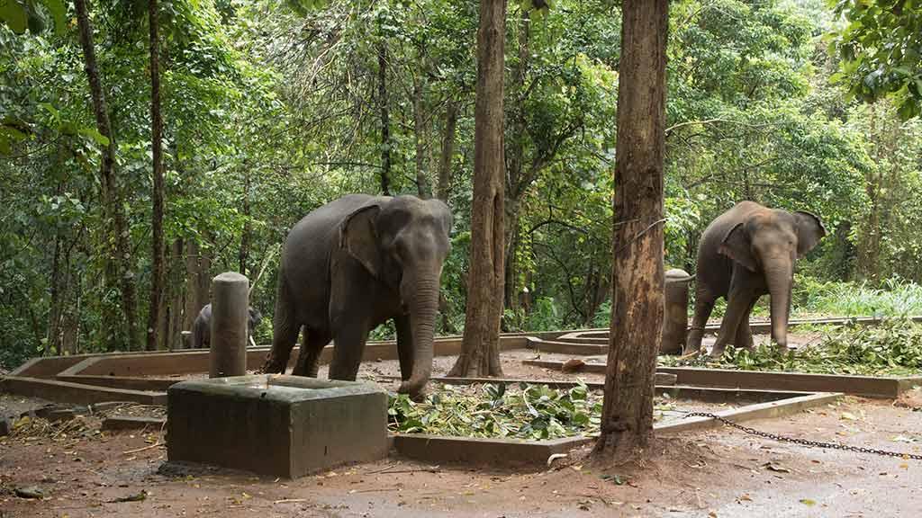 Elephants at Abhayaranyam |