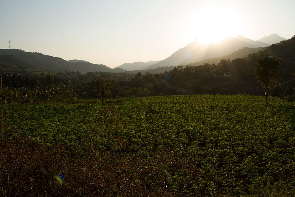 Farming at Bommiyampadi Village | Silent Valley National Park