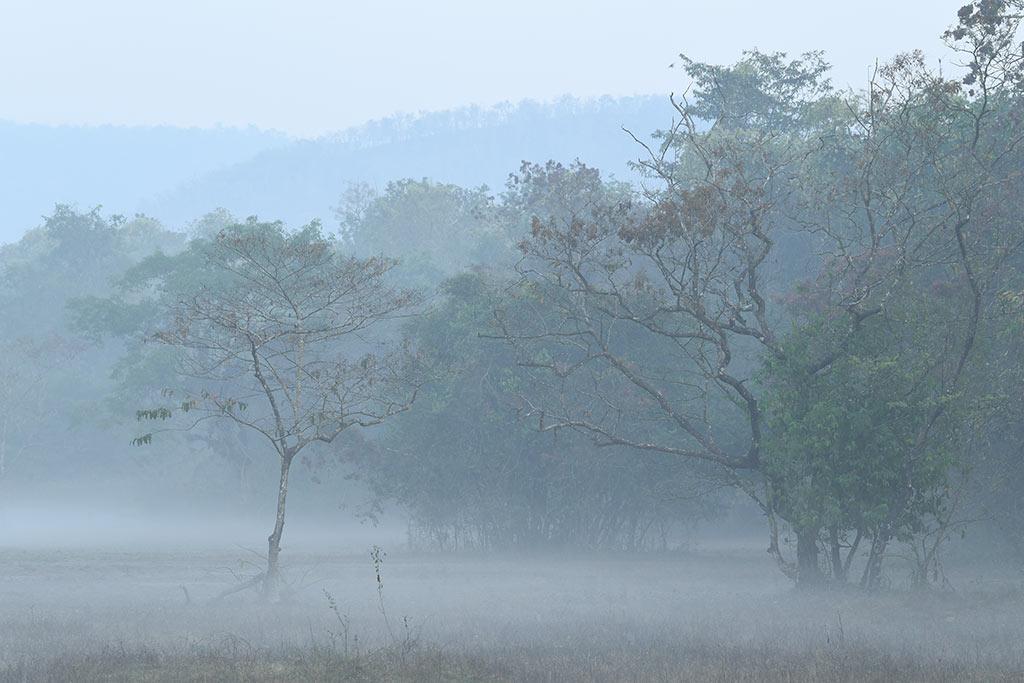 Misty Bhoothathankettu Forest | Bhoothathankettu