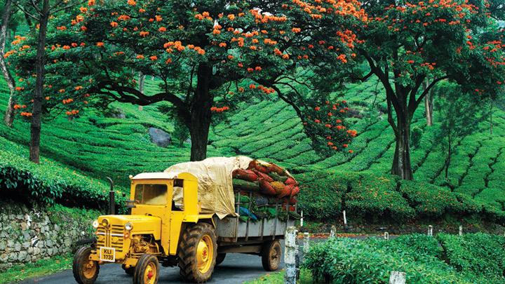 Munnar in Full Bloom