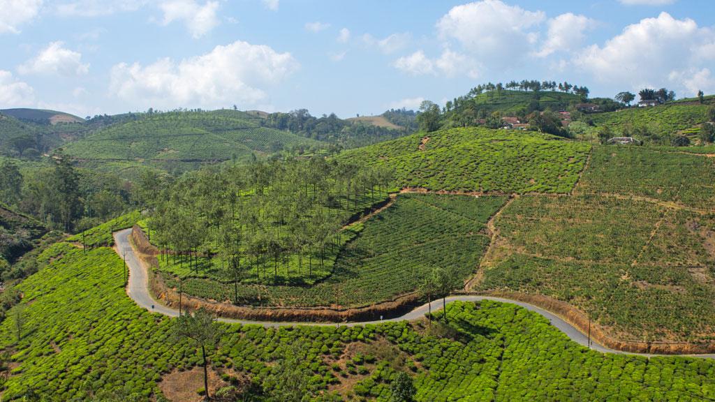 Munnar, the Green Enchantress