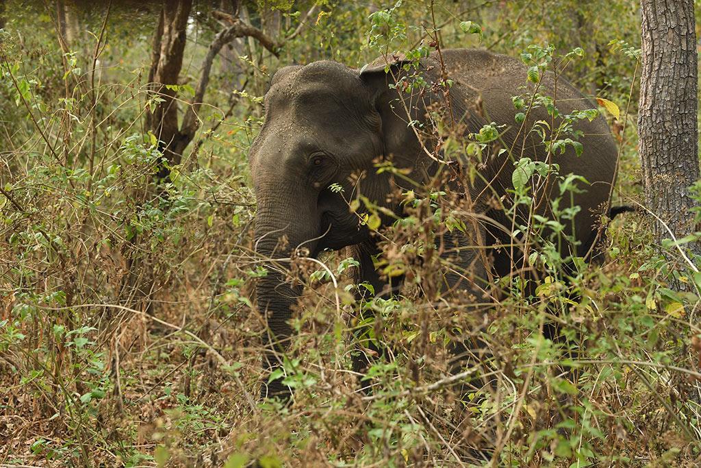 Muthanga and the Pachyderms | Wayanad Wildlife Sanctuary