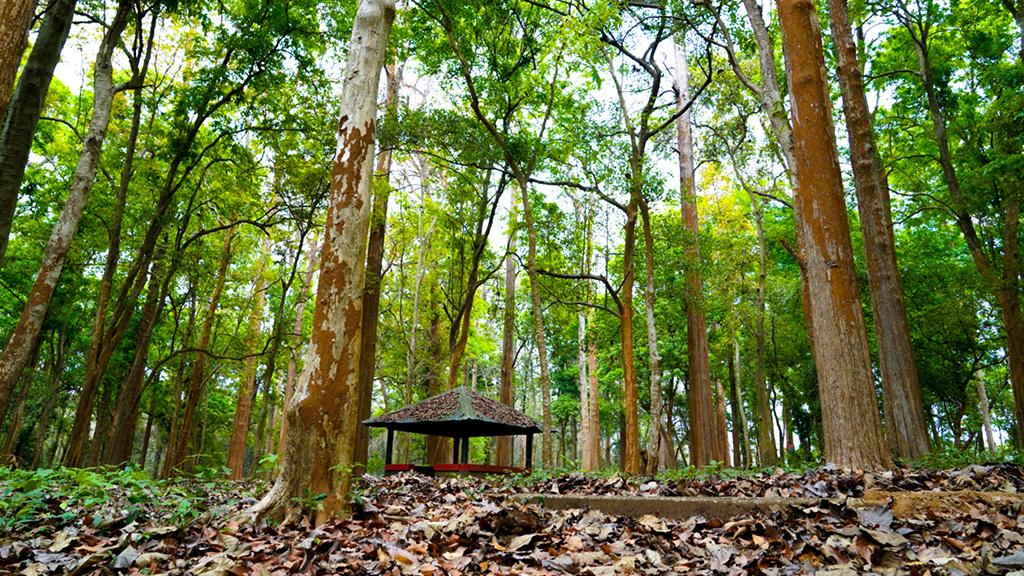 Nilambur Teak Plantation