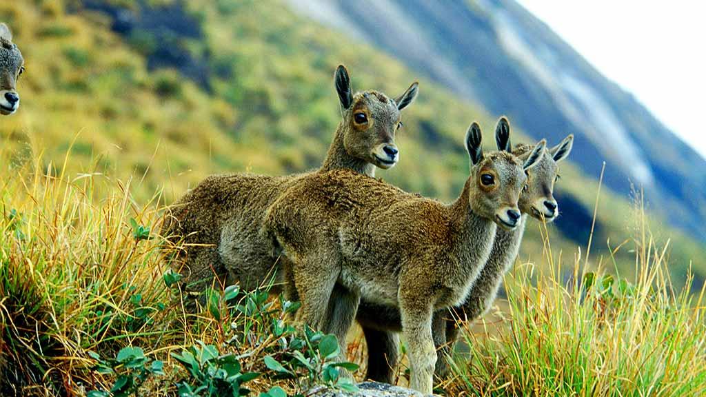 Nilgiri Tahr and the Eravikulam National Park