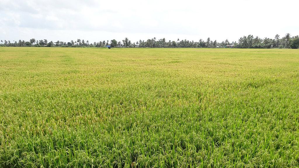 Paddy Fields of Alappuzha