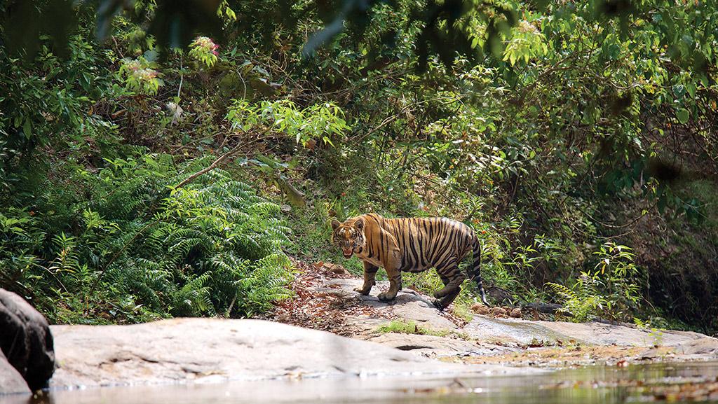 Parambikulam Tiger Reserve