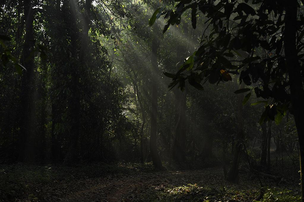 Rays of light through dense forest | Aralam