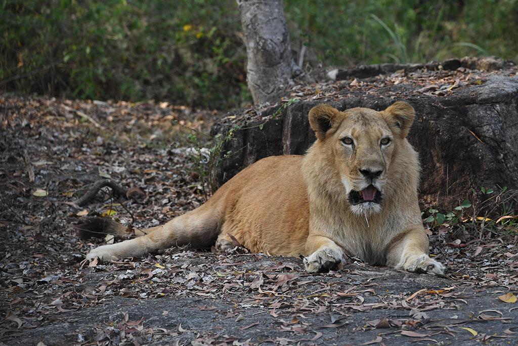 Safari at the Lion Park | Neyyar