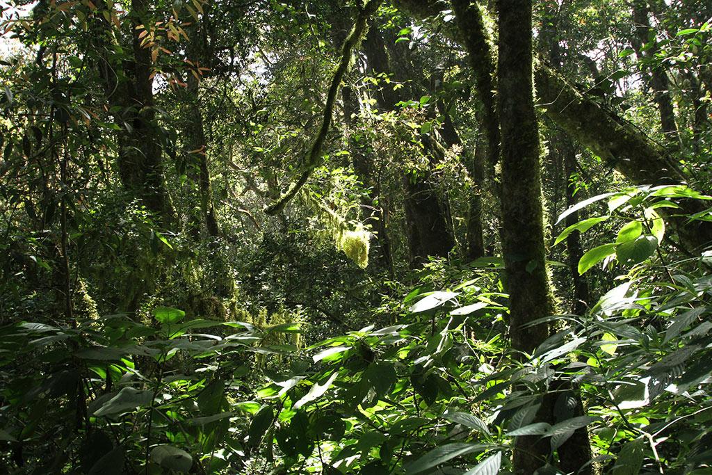 Shola forests | Pampadum Shola National Park