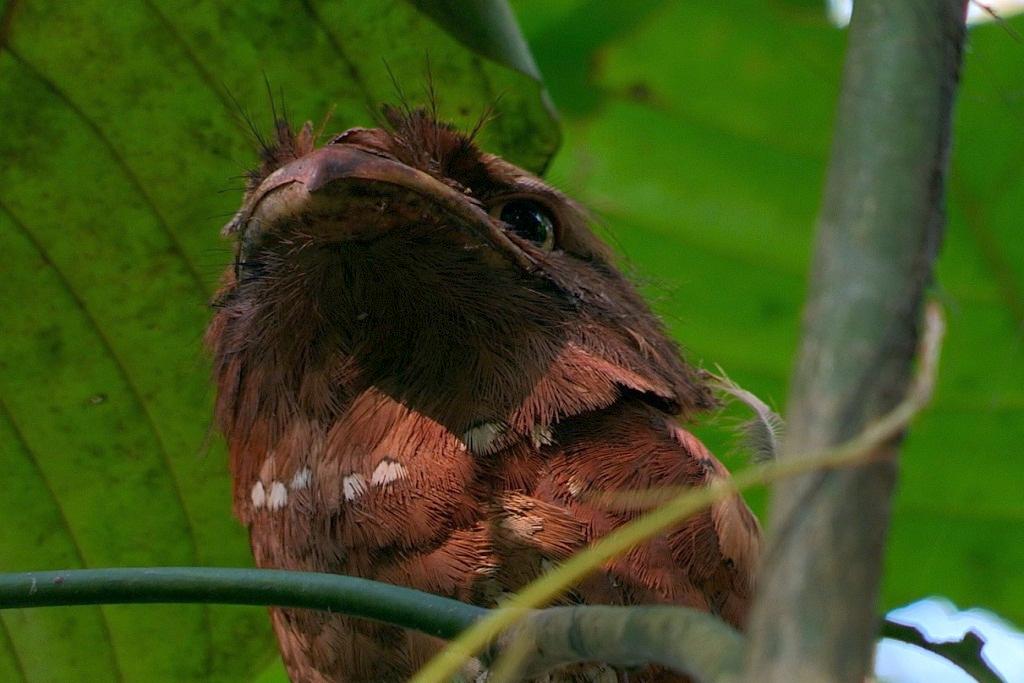 Sri Lanka Frogmouth | Thattekkad