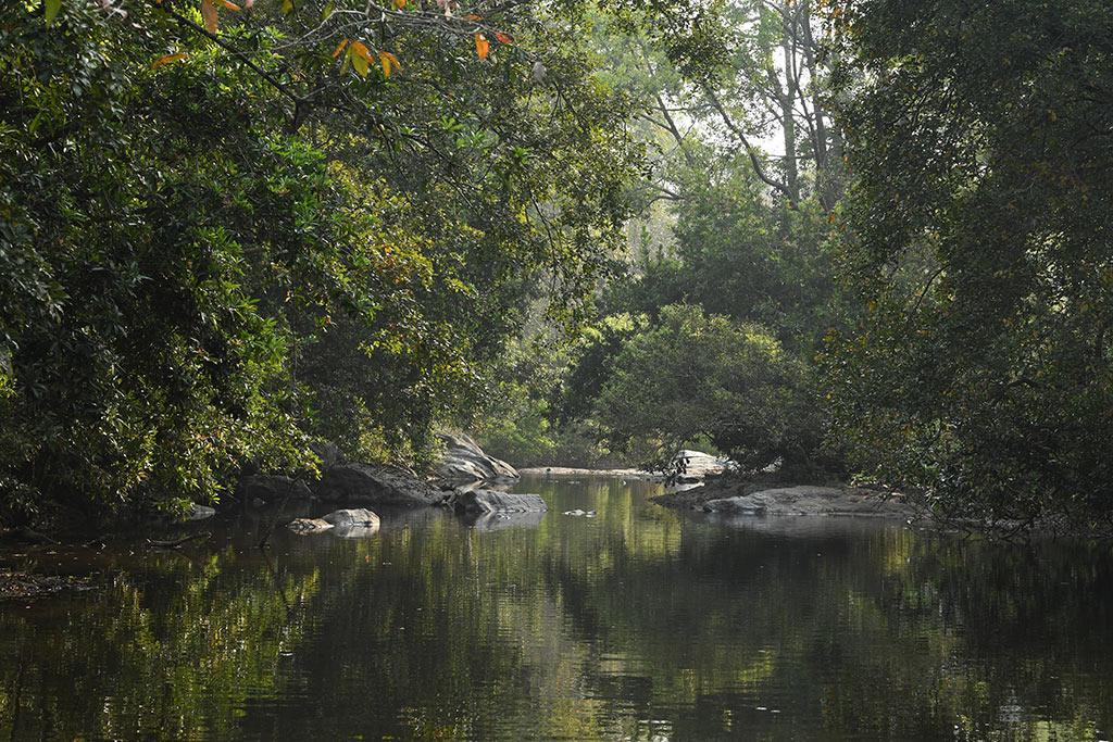 Streams inside Dhoni forest | Dhoni