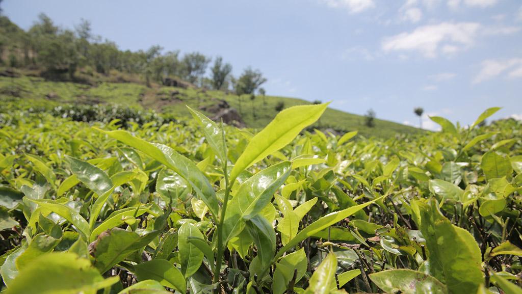 Tea plantations in Munnar