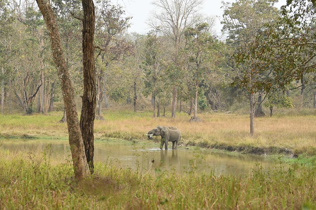 The biggest animal on land | Wayanad Wildlife Sanctuary