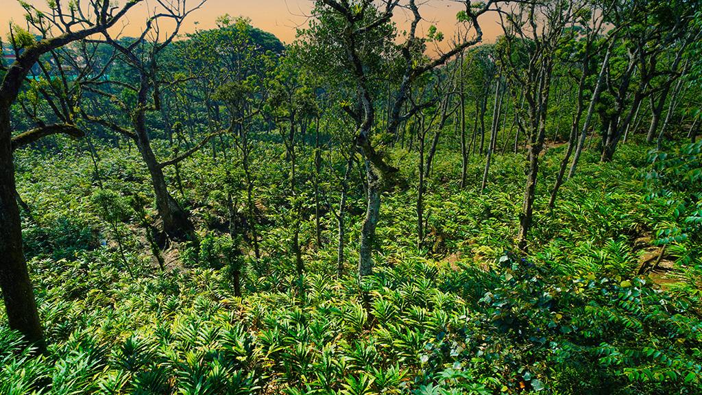 Vandanmedu, Idukki