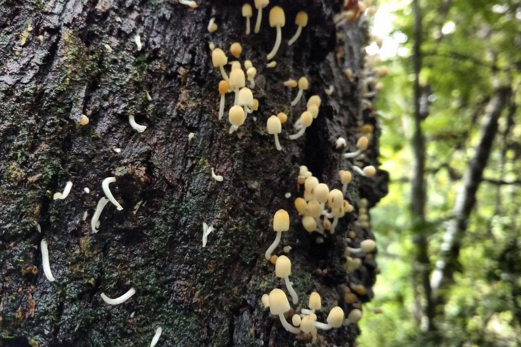 Wild Mushrooms - a monsoon picture of Thommankuthu | Thommankuthu