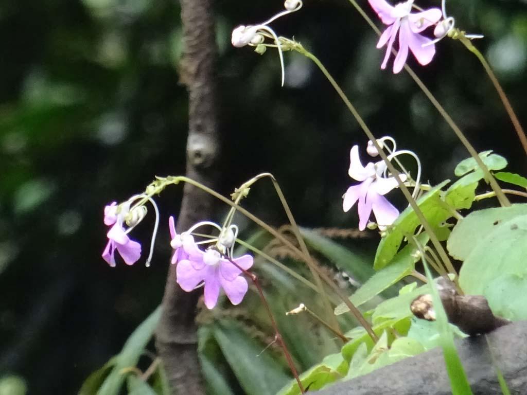 Wild flowers | Thusharagiri