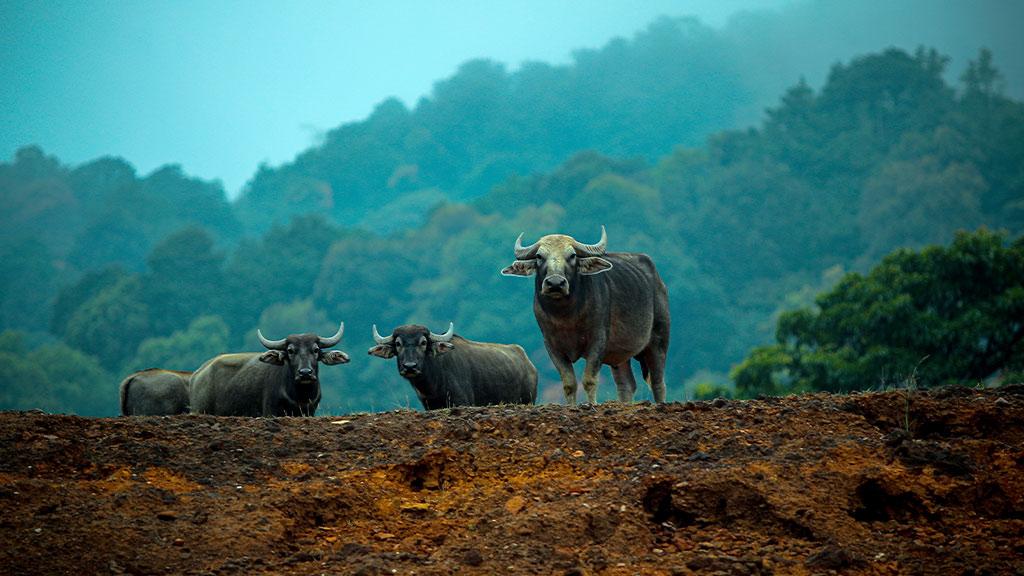 Wildlife in Idukki