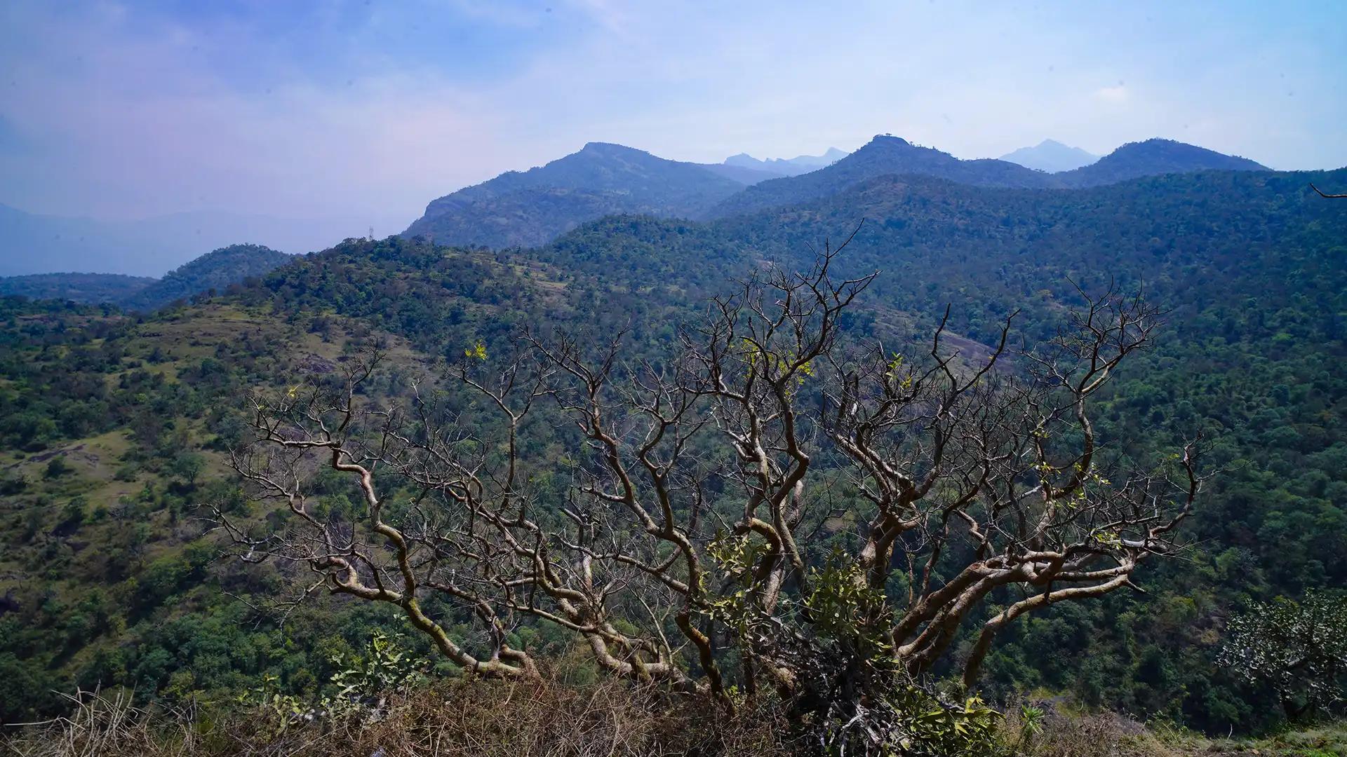 Chinnar Wildlife Sanctuary