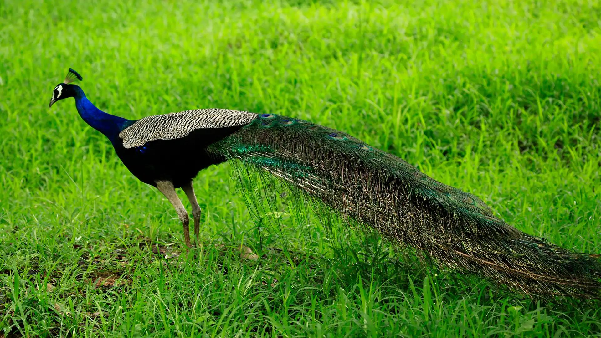 Choolannur Pea Fowl Sanctuary