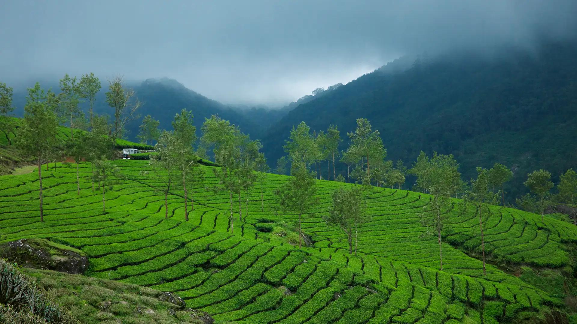 Devikulam Hills