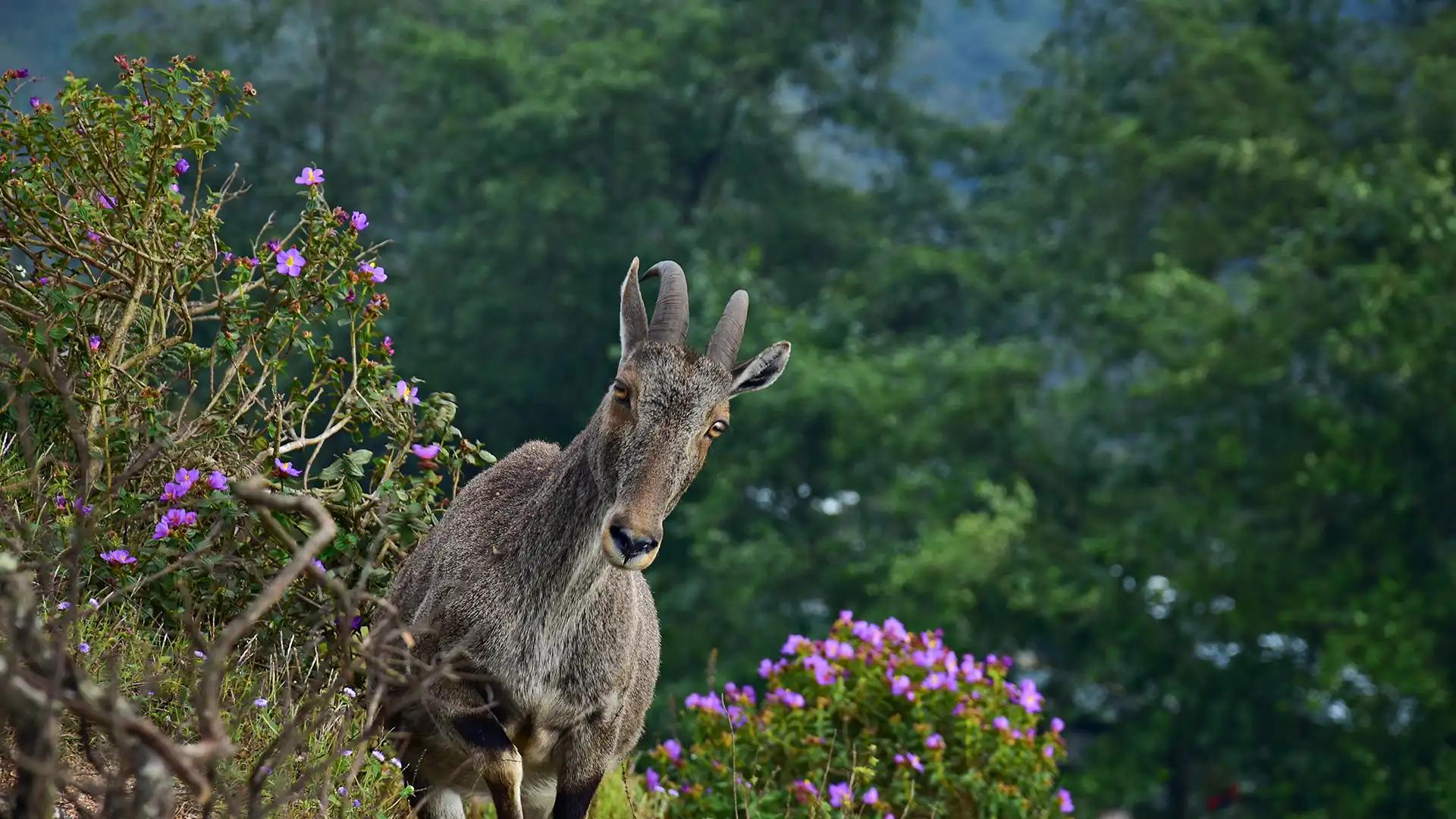 Eravikulam National Park