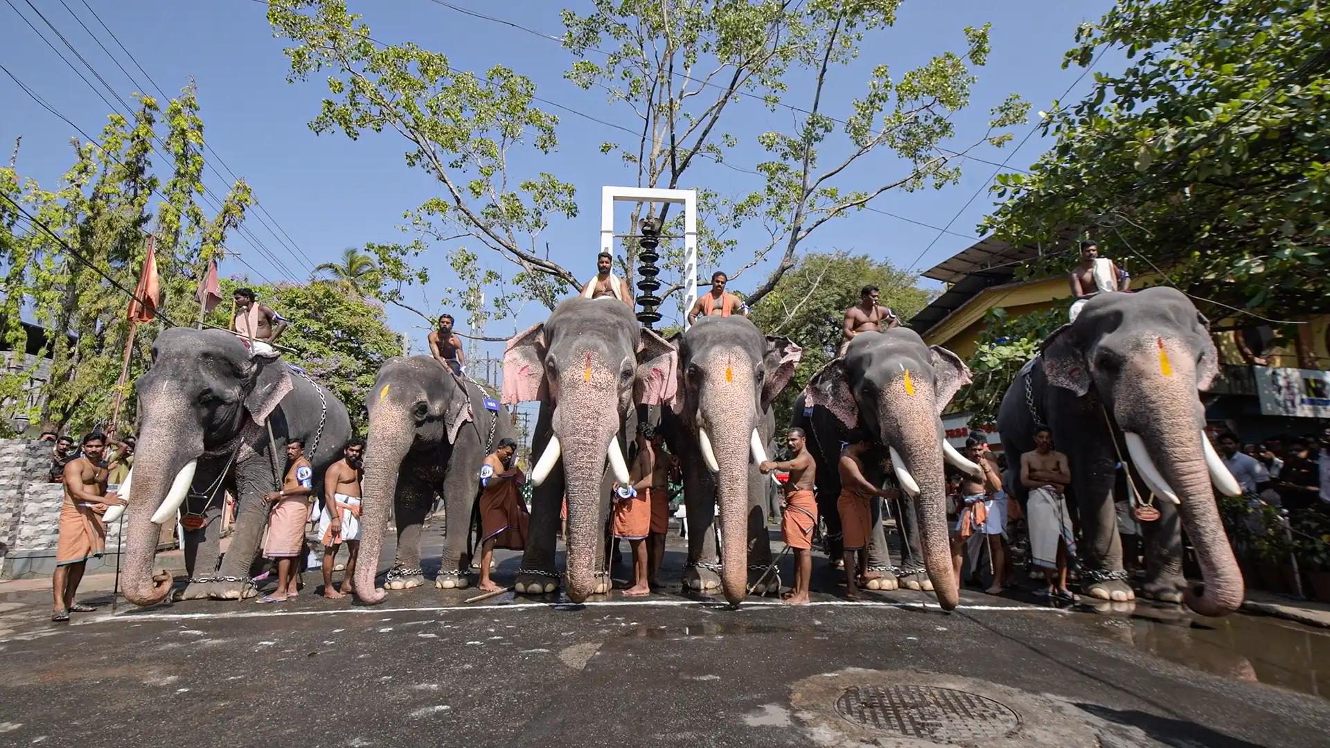 Elephants ready for the race