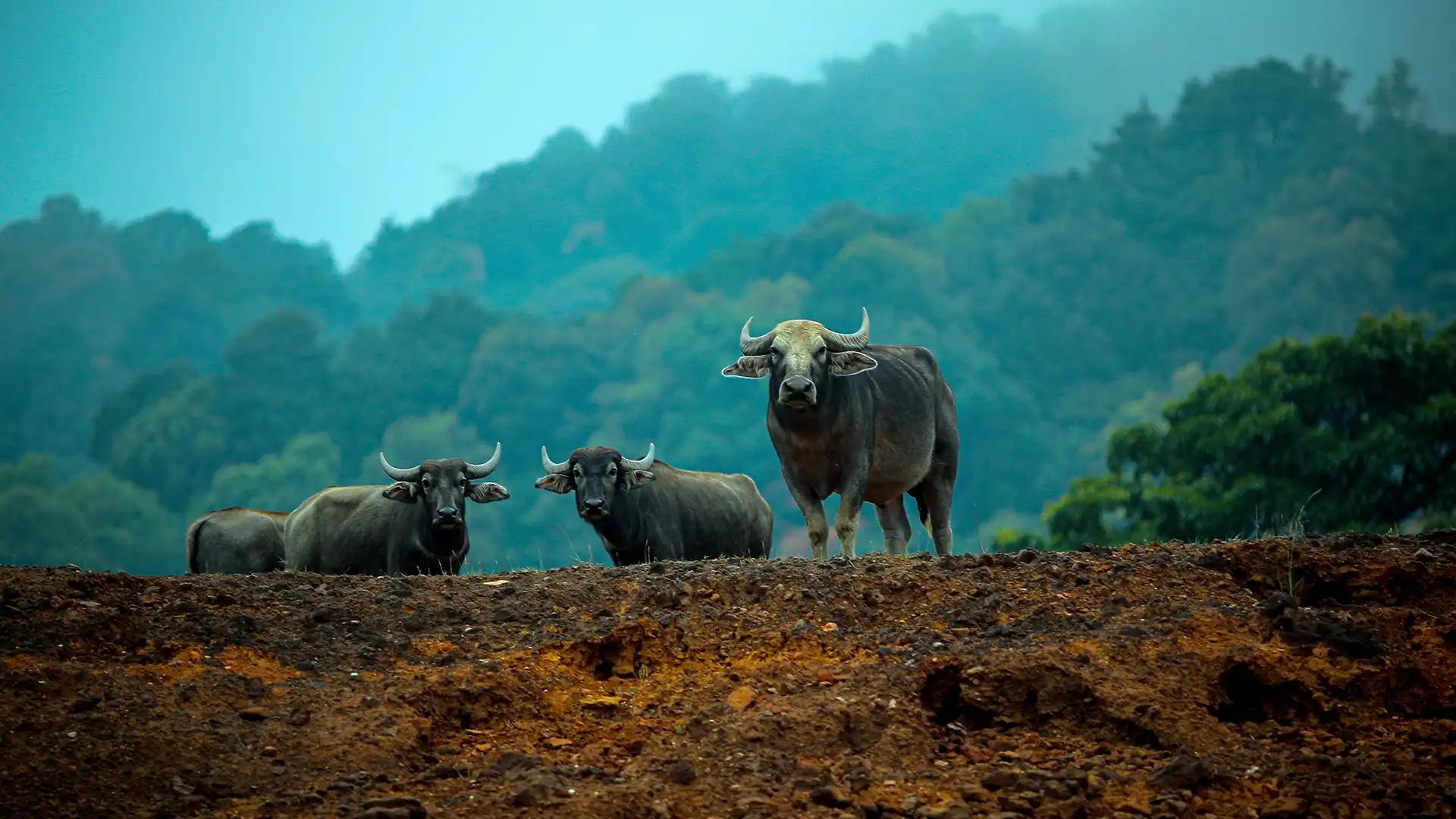 Idukki Wildlife Sanctuary