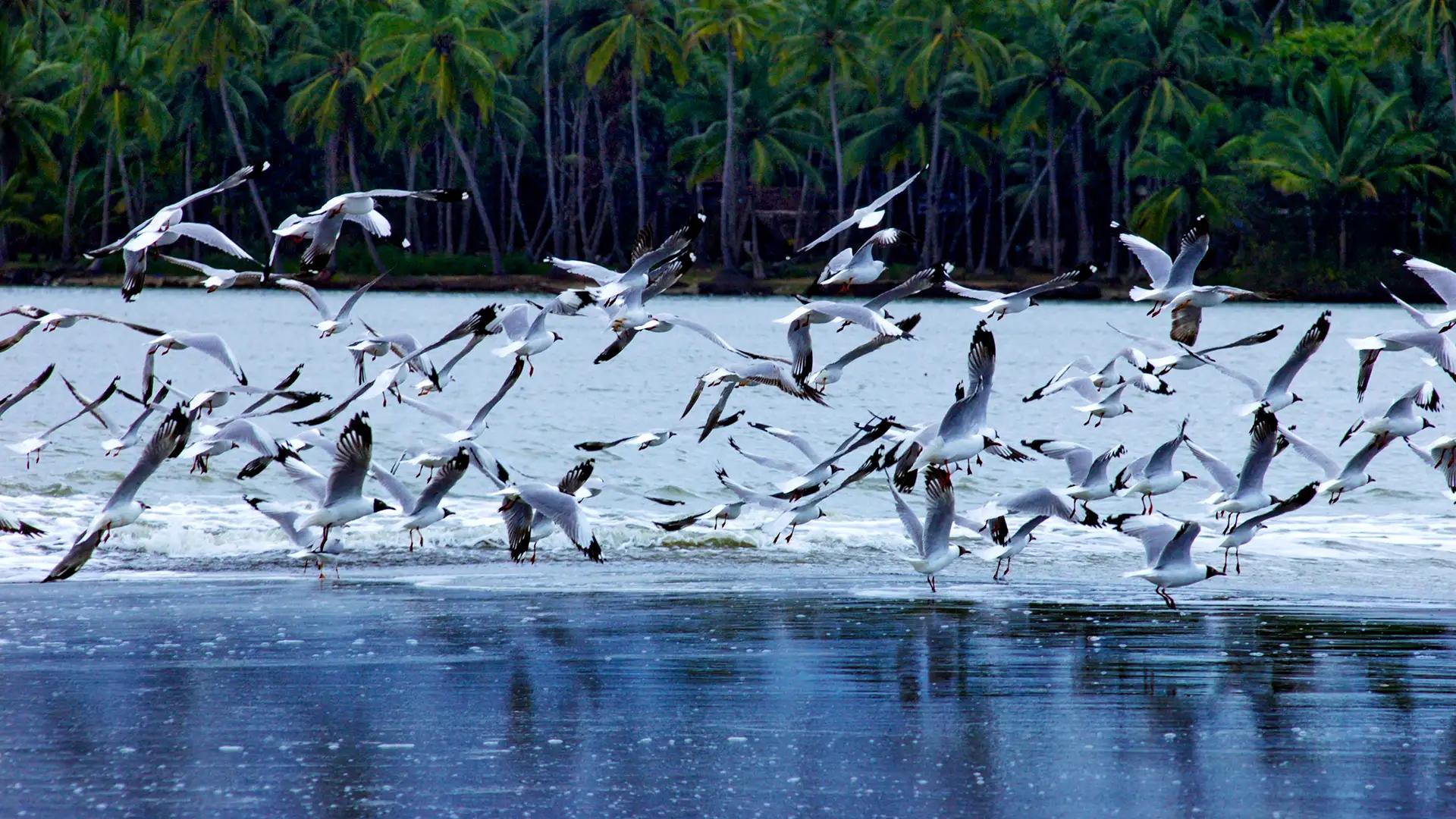 Kadalundi Bird Sanctuary