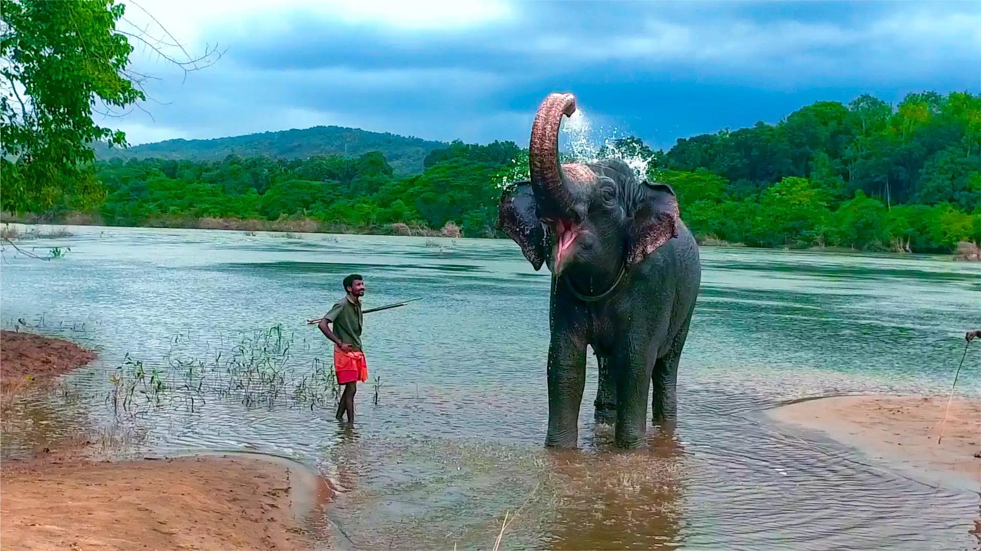 Kodanad  Elephant Training Centre