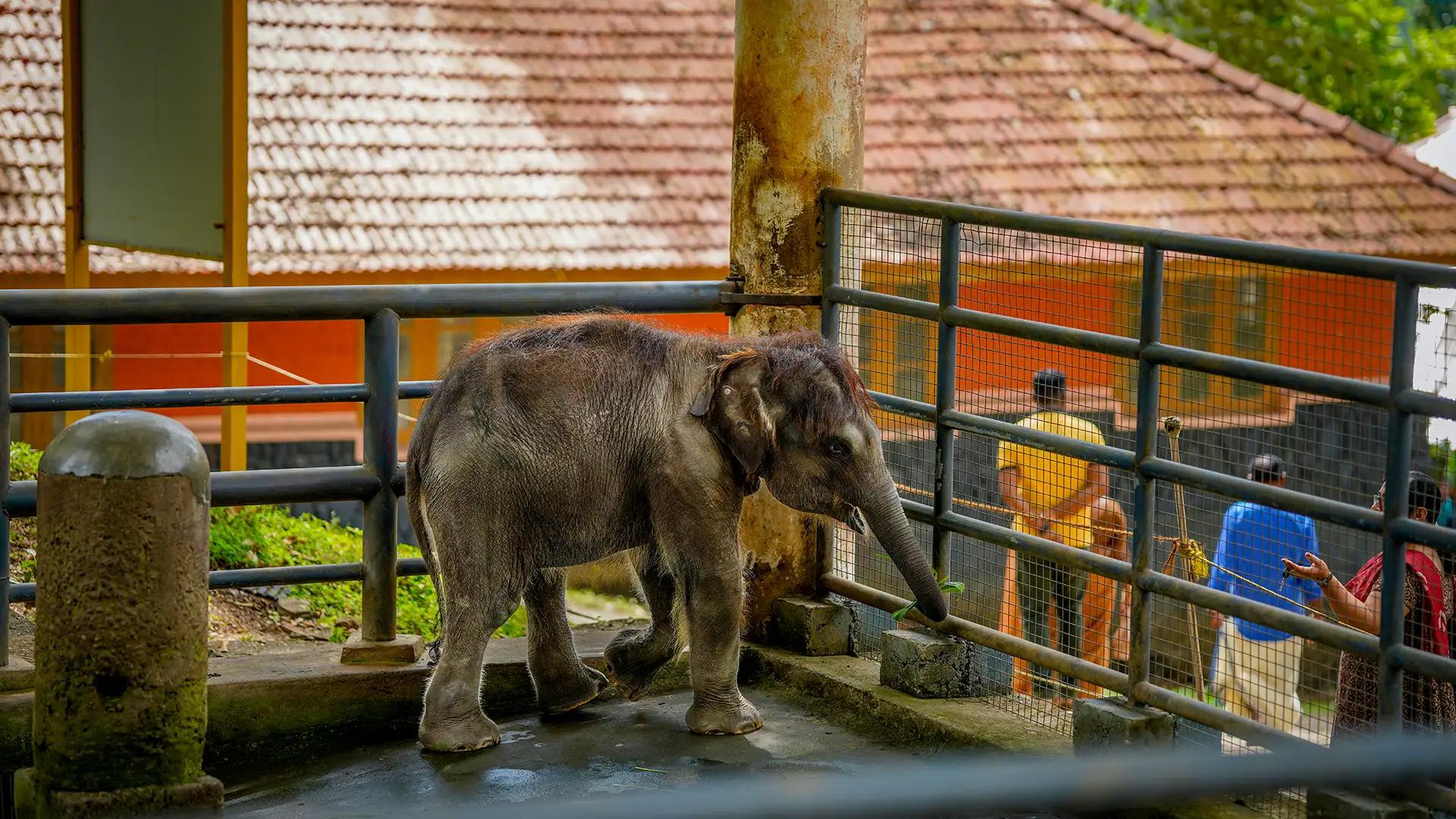 Konni Elephant Training Centre