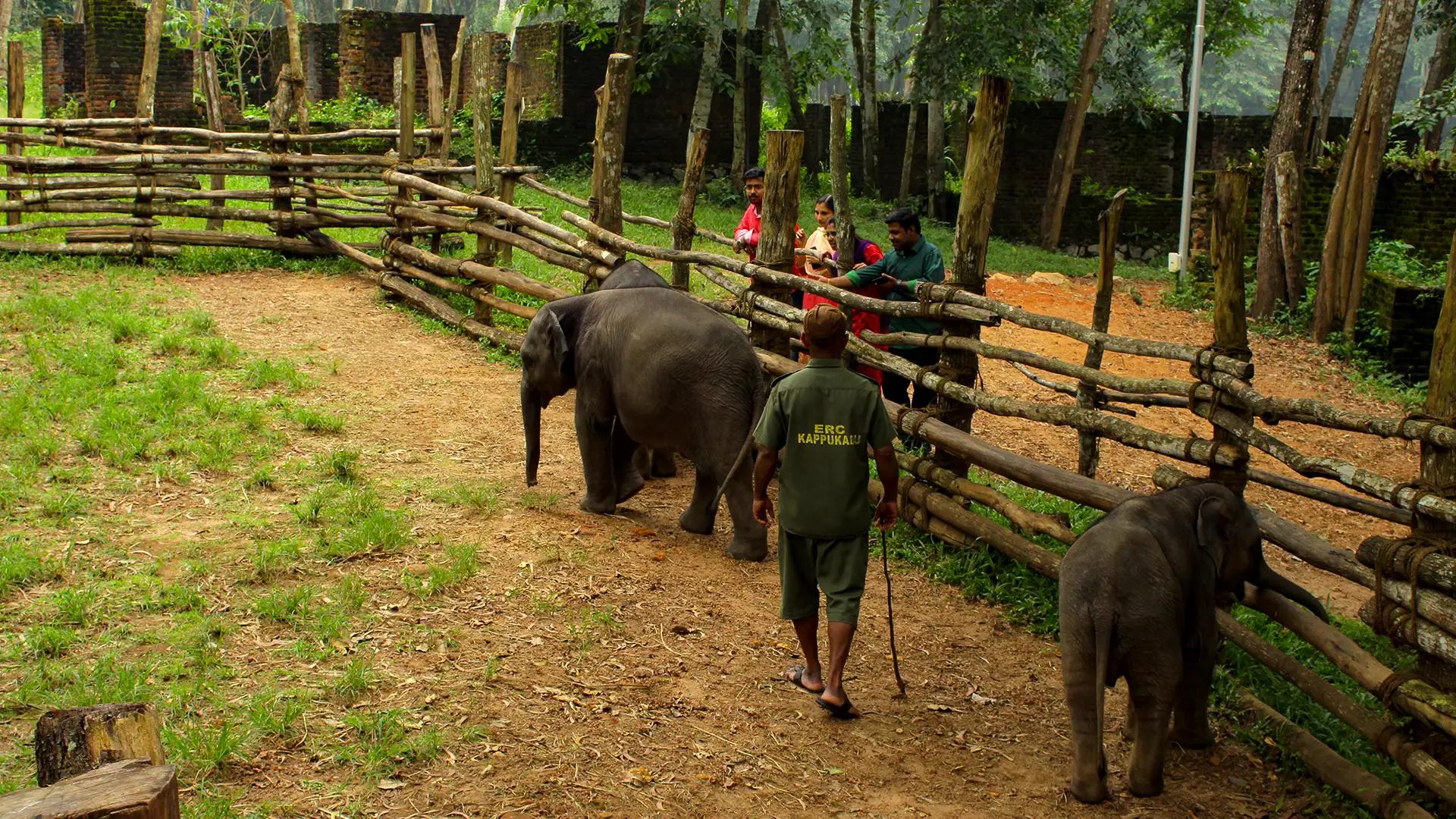 Kottur Elephant Rehabilitation Centre