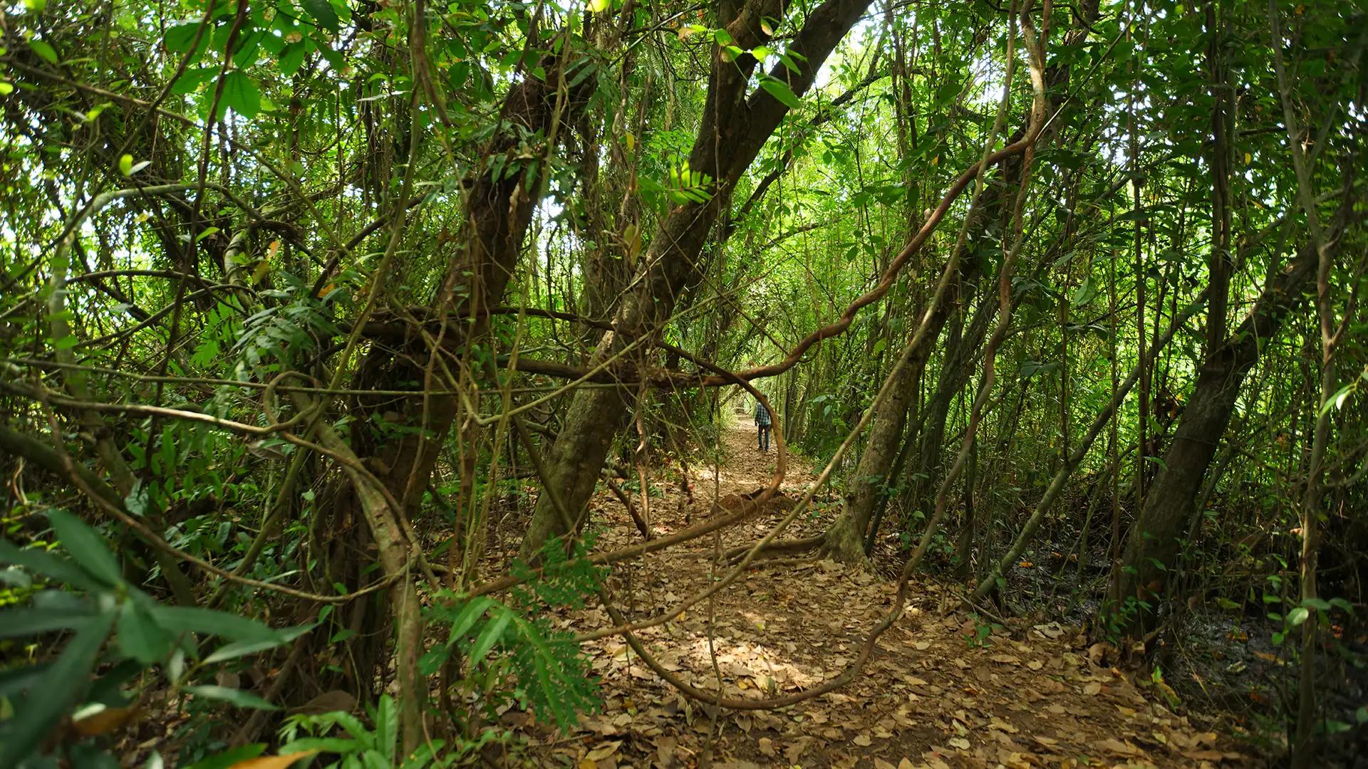 Kumarakom Bird Sanctuary