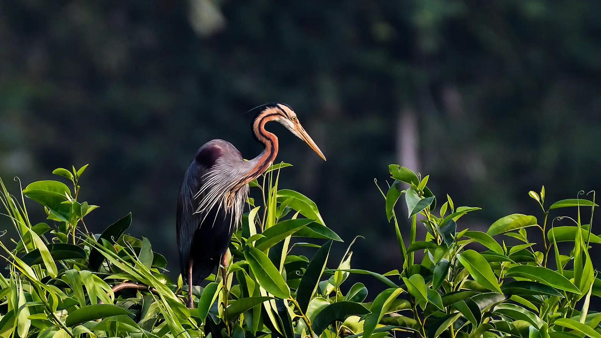 Kumarakom Bird Sanctuary