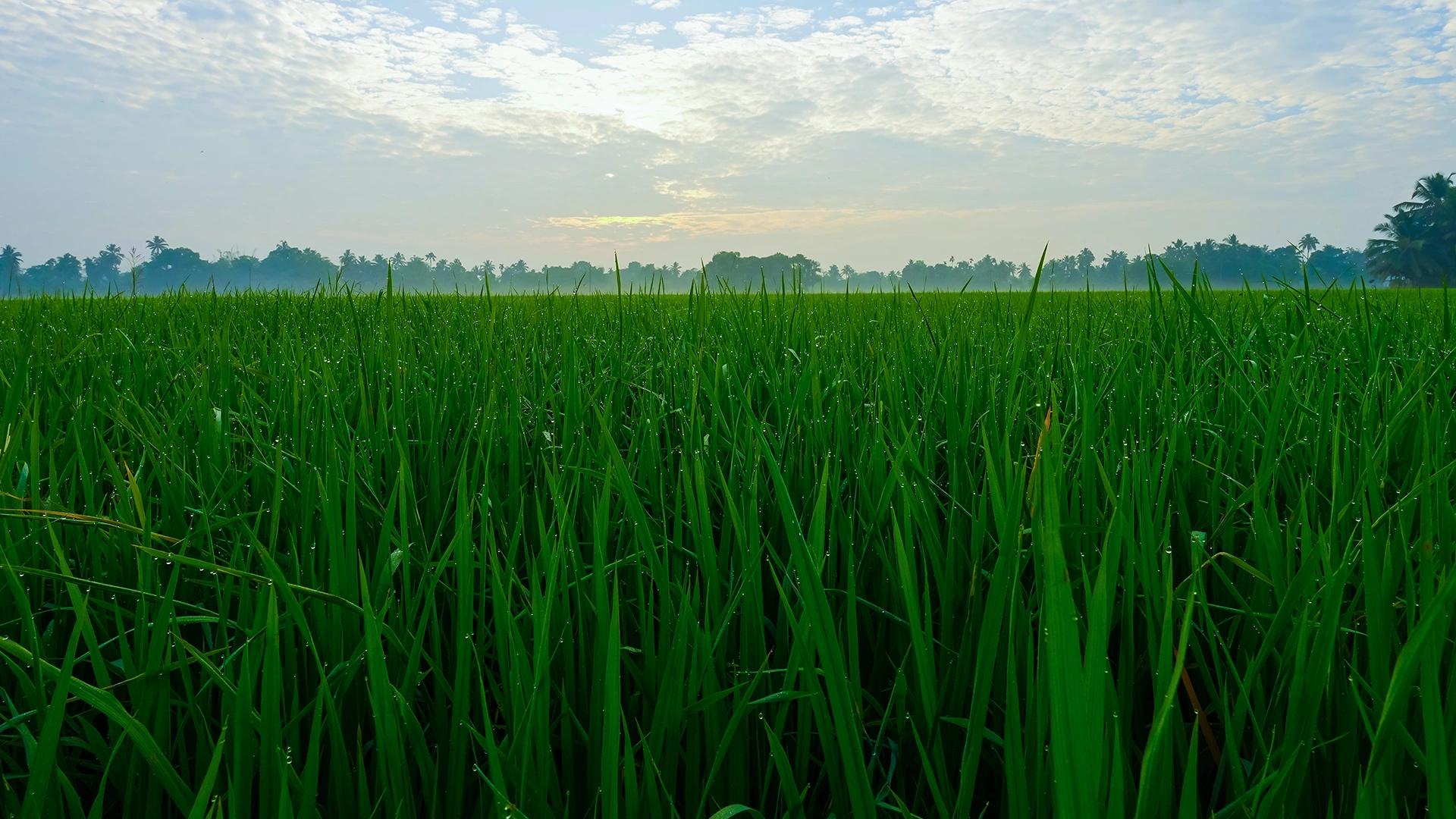 Kuttanad