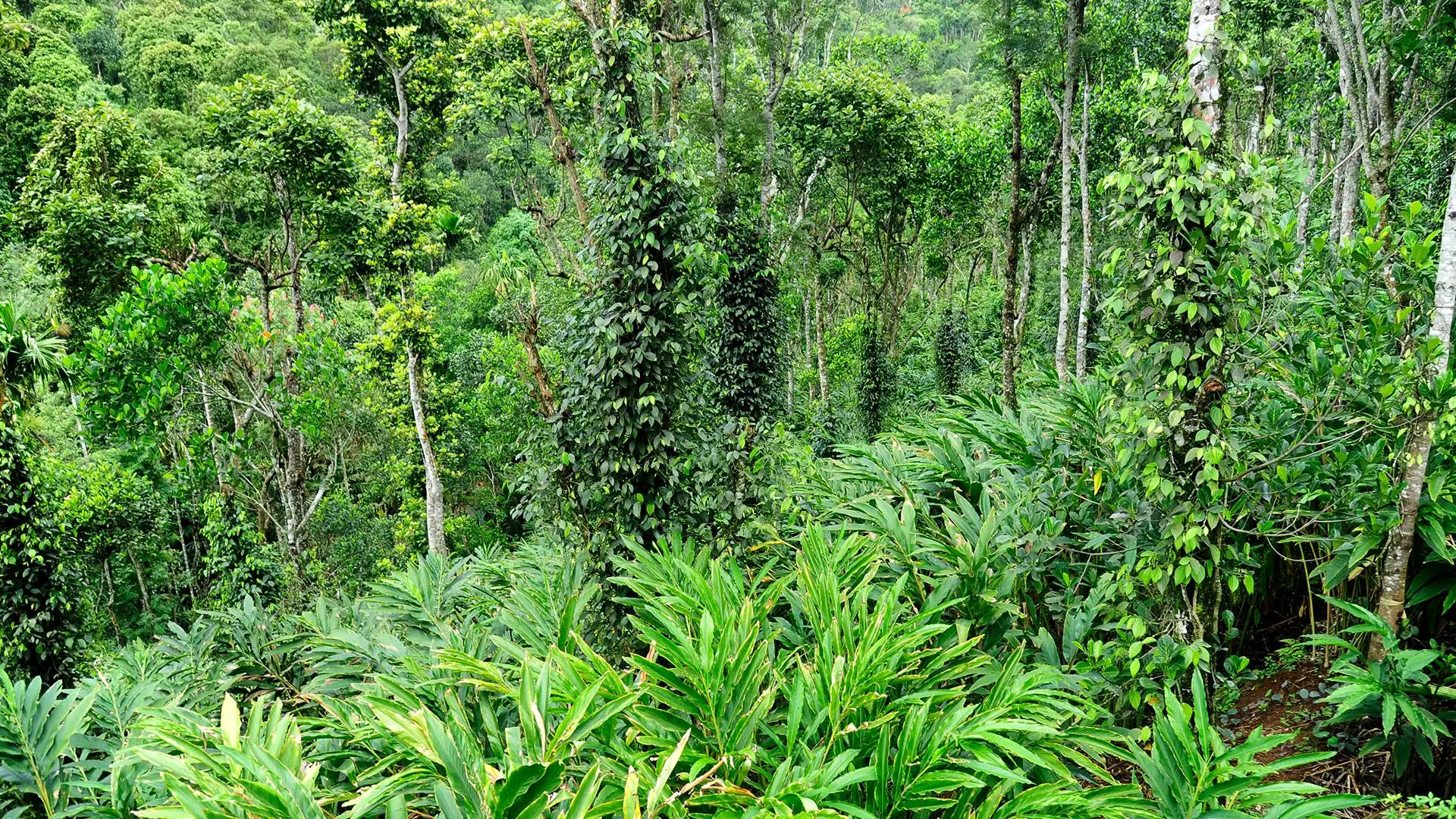 Murikkady