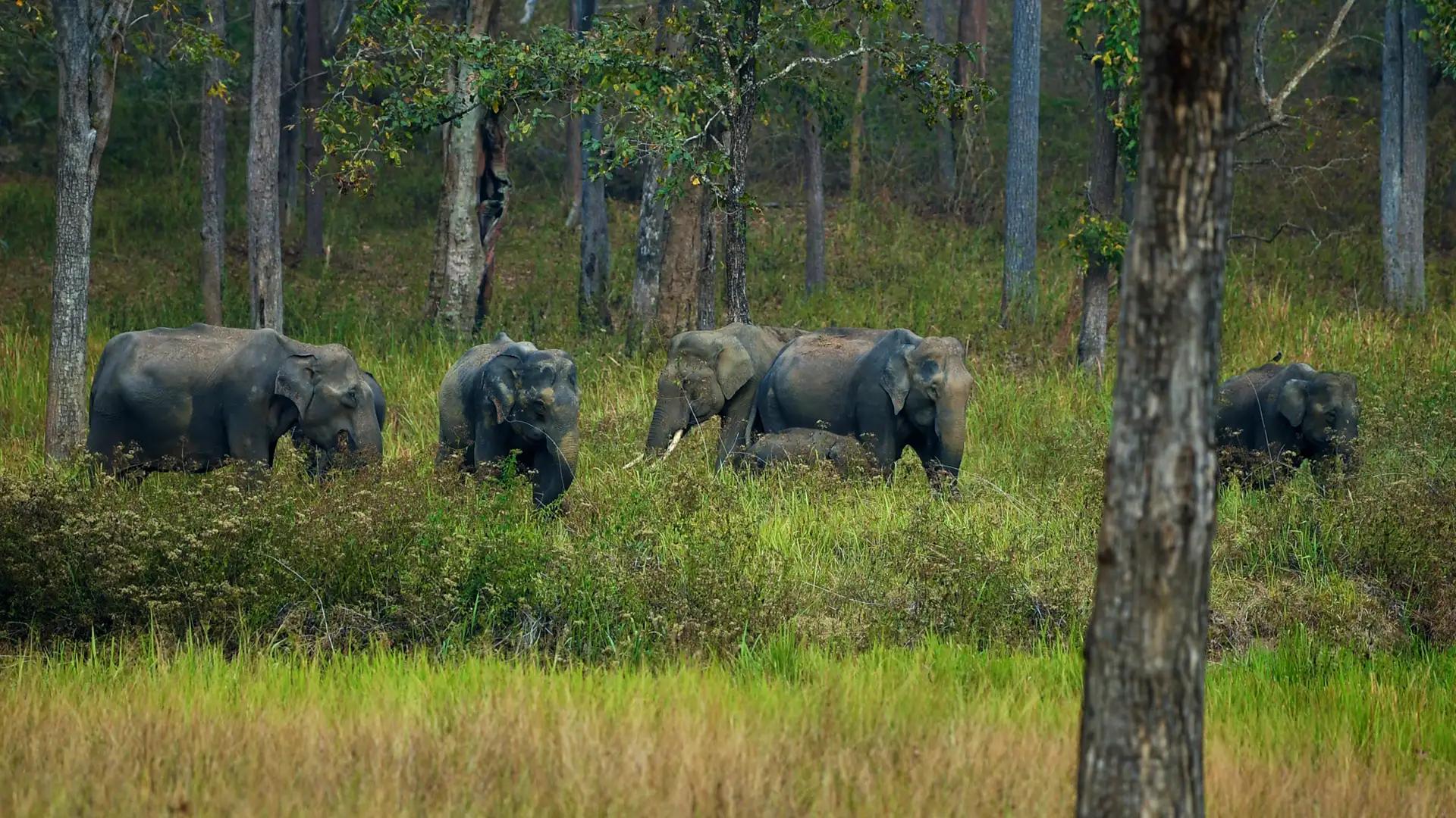 Muthanga Wildlife Sanctuary