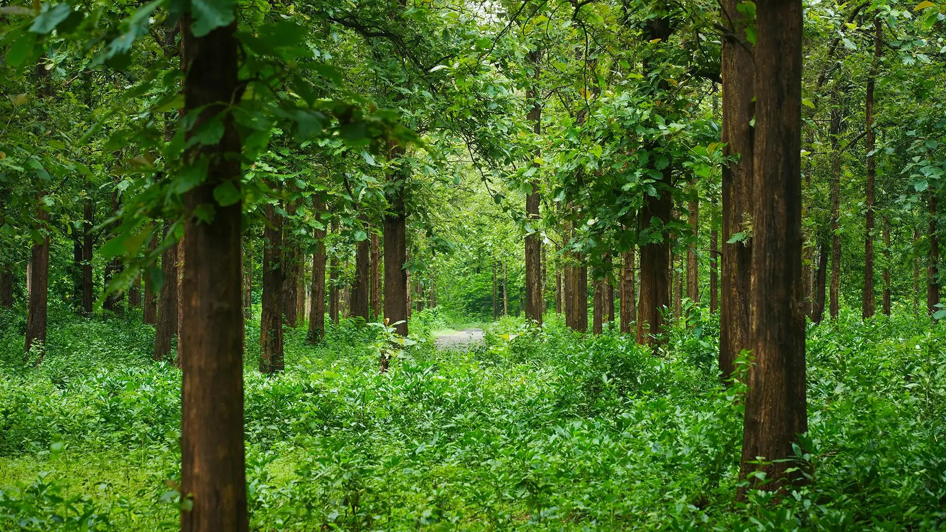 Nedumkayam Rainforest