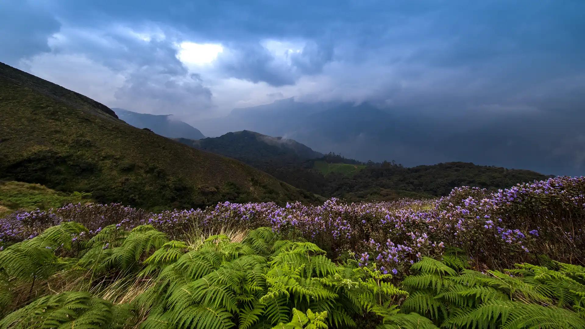 Neelakurinji flowers on the hills of Munnar