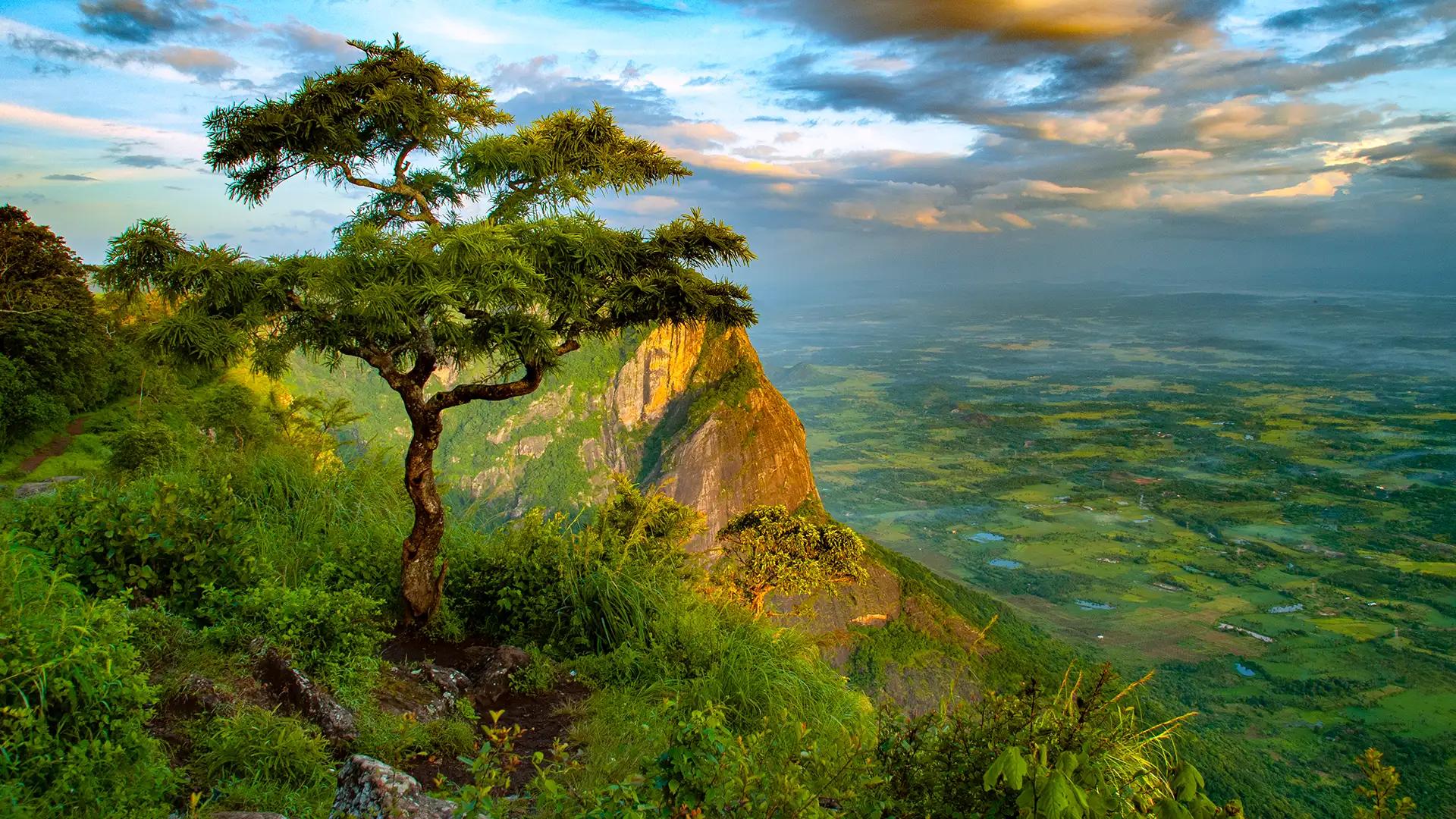 Nelliyampathy Hills