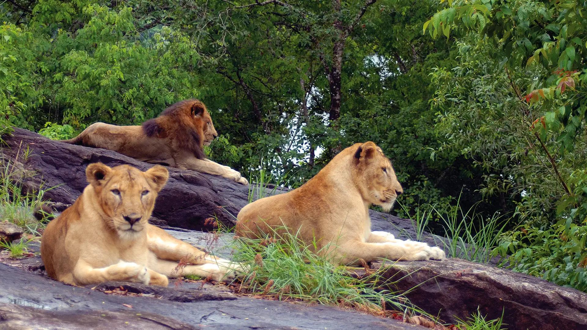 Neyyar Wildlife Sanctuary