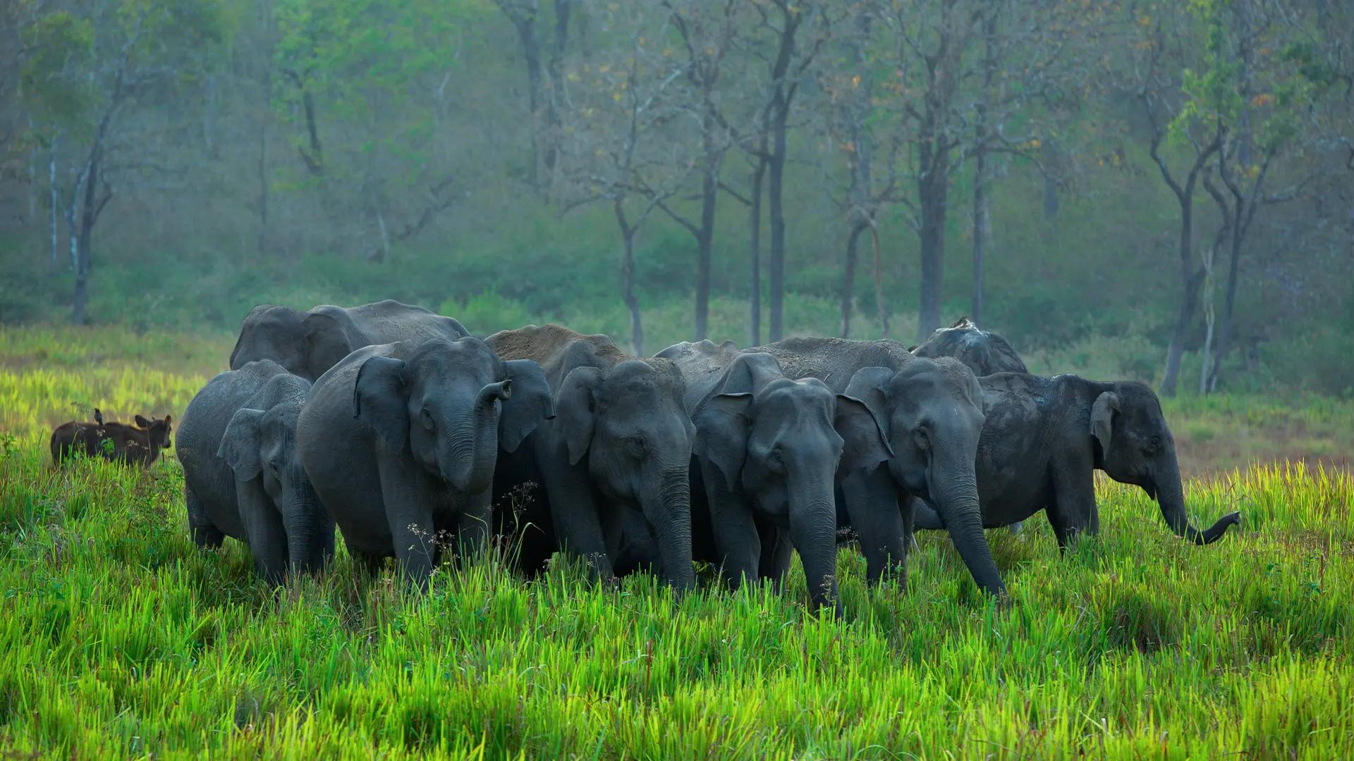 Herd of Elephants at Periyar Wildlife Sanctuary