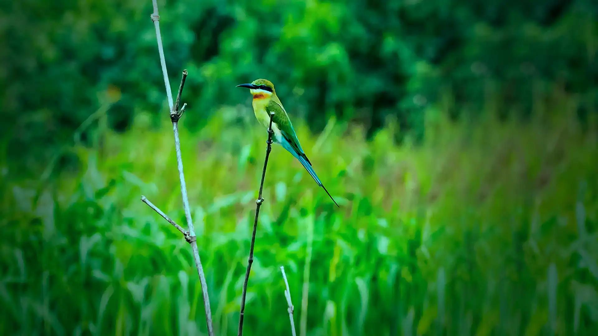 A Haven for Avian Wonders